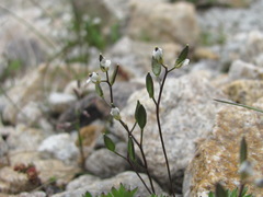 Draba supranivalis