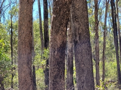 Eucalyptus moluccana