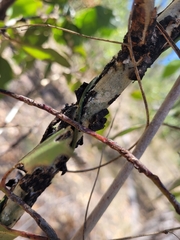 Eucalyptus moluccana
