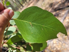 Eucalyptus moluccana