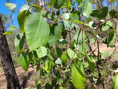 Eucalyptus moluccana