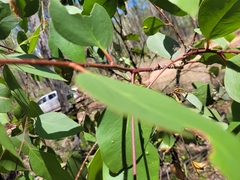 Eucalyptus moluccana