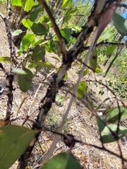 Eucalyptus moluccana