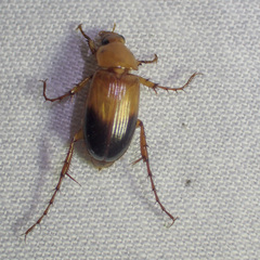 Phyllotocus macleayi
