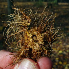 Andricus caputmedusae