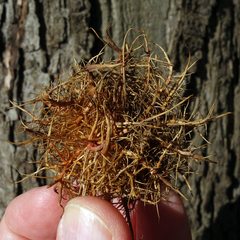 Andricus caputmedusae