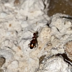 Vacusus vicinus