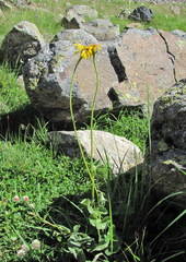 Dolichorrhiza caucasica