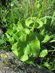 Dolichorrhiza caucasica