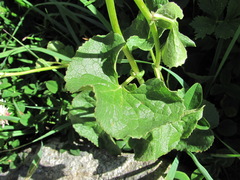 Dolichorrhiza caucasica