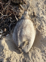 Anoplocapros inermis