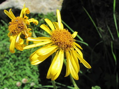 Dolichorrhiza caucasica