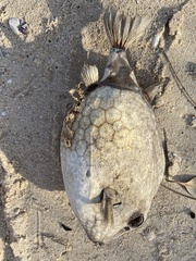 Anoplocapros inermis