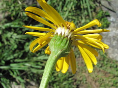 Dolichorrhiza caucasica