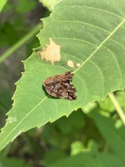 Ricania speculum
