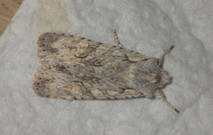 Lithophane ornitopus