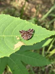 Ricania speculum