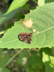 Ricania speculum