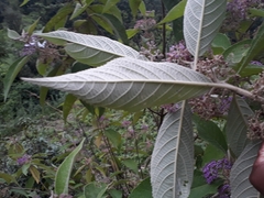 Callicarpa tomentosa