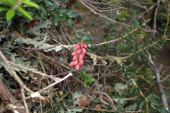 Trochocarpa cunninghamii