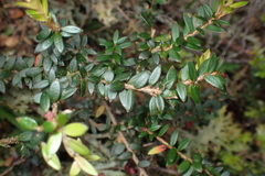 Trochocarpa cunninghamii