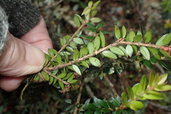 Trochocarpa cunninghamii