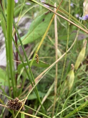 Carex capillaris