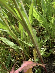 Sonchus arvensis uliginosus