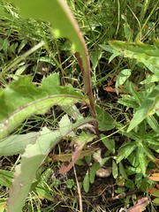 Sonchus arvensis uliginosus