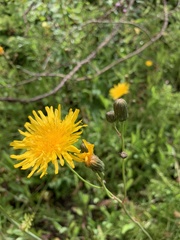 Sonchus arvensis uliginosus