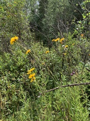 Sonchus arvensis uliginosus