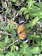 Argynnis hyperbius hyperbius
