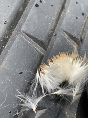 Sonchus arvensis uliginosus