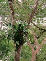 Anthurium schlechtendalii