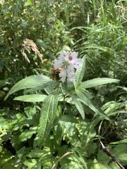Sidalcea candida