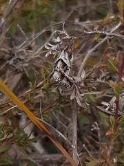 Dichromodes stilbiata