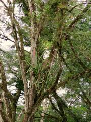 Aechmea bracteata