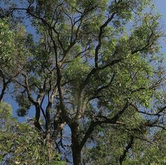 Angophora floribunda