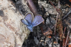 Cyaniris semiargus
