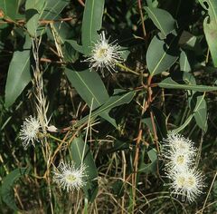 Angophora floribunda