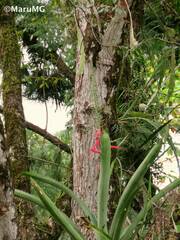 Aechmea bracteata