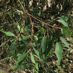 Angophora floribunda