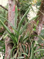 Aechmea bracteata