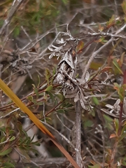 Dichromodes stilbiata