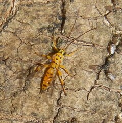 Xanthopimpla rhopaloceros