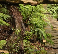 Platylophus trifoliatus