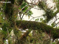 Tillandsia schiedeana