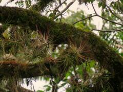 Tillandsia schiedeana