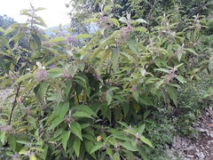 Callicarpa tomentosa