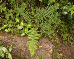 Amauropelta bergiana